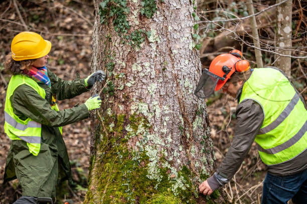 Reliable Saint John Fisher College, NY Tree Care Solutions