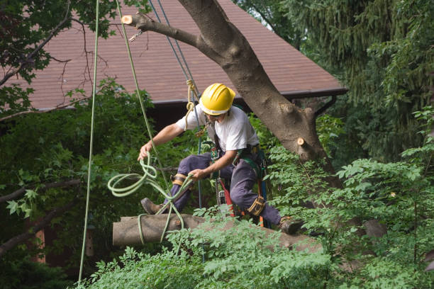 Lawn Irrigation Installation and Maintenance in Saint John Fisher College, NY