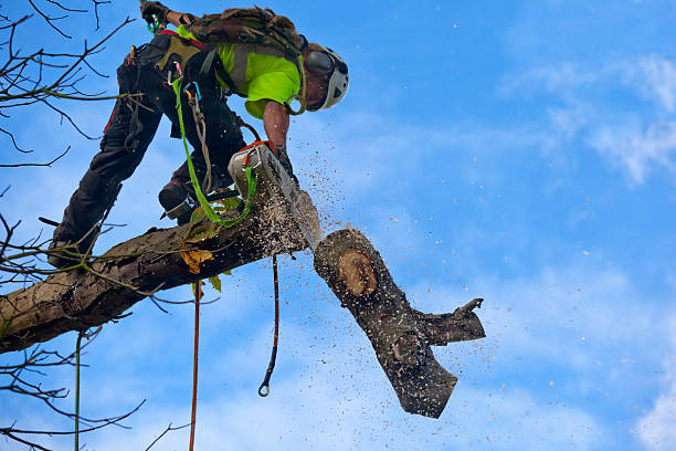 How Our Tree Care Process Works  in  Saint John Fisher College, NY